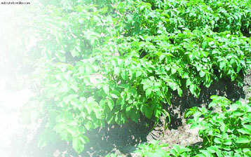 Картофель - _11.jpg