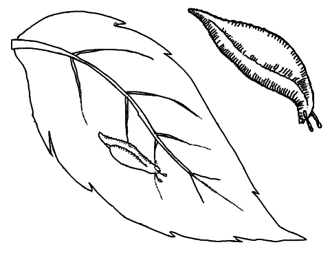 Огород без вредителей - _057.png