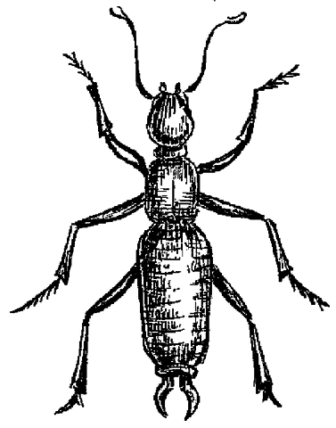 Огород без вредителей - _058.png