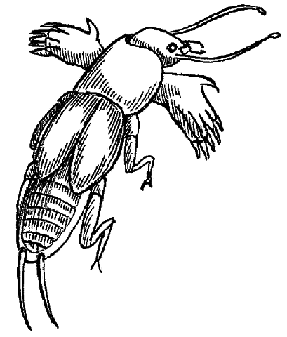 Огород без вредителей - _059.png