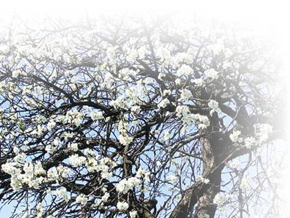 Сливы - i_010.jpg