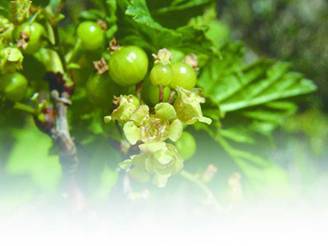 Смородина - i_003.jpg