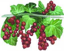 Смородина - i_004.jpg