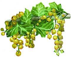 Смородина - i_005.jpg