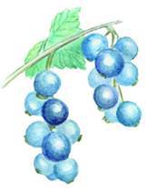 Смородина - i_006.jpg