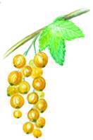 Смородина - i_009.jpg