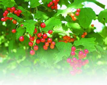 Смородина - i_012.jpg