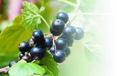 Смородина - i_013.jpg