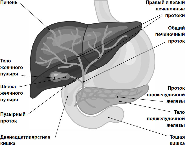 Пора лечиться правильно. Медицинская энциклопедия - i_003.jpg