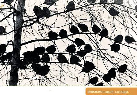 Окно в природу - _05.jpg