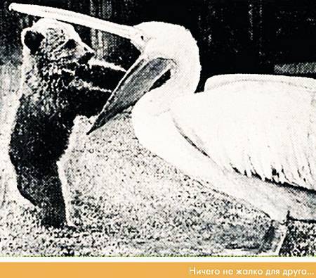 Окно в природу - _06.jpg