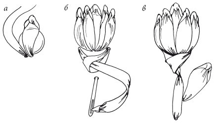 Вышивка шелковыми лентами - i_026.jpg