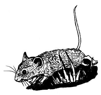 Школьная мышь - i_017.png