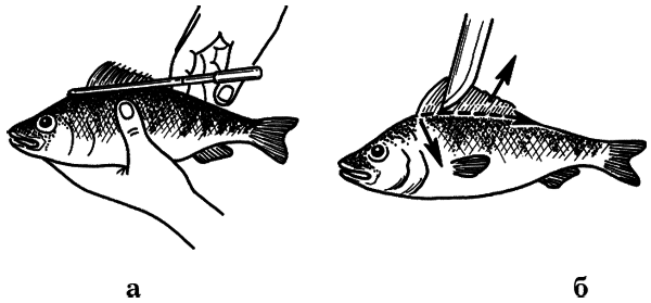 Как сохранить и приготовить рыбу на водоеме и дома - i_010.png