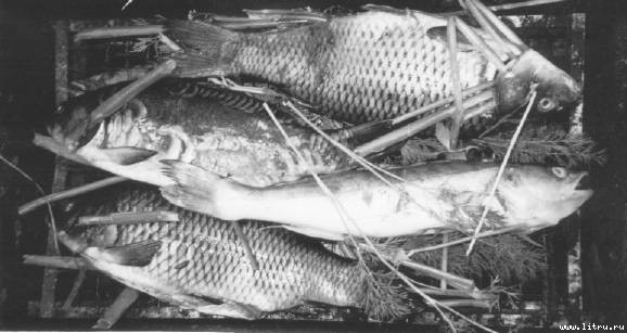 Правильное копчение и вяление рыбы - pic_14.jpg