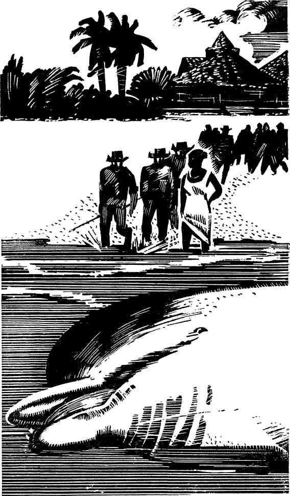 Бухта командора - img_12.jpeg