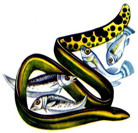 Морская азбука - pic_22.jpg