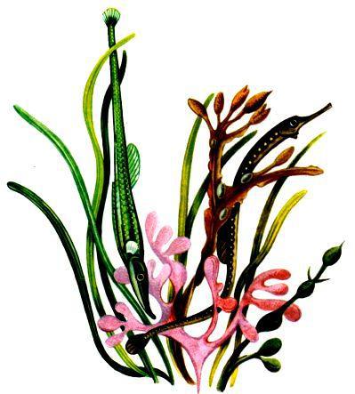 Морская азбука - pic_24.jpg