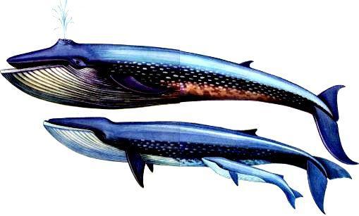 Морская азбука - pic_30.jpg