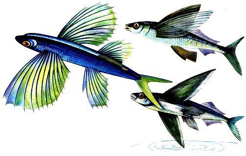 Морская азбука - pic_32.jpg