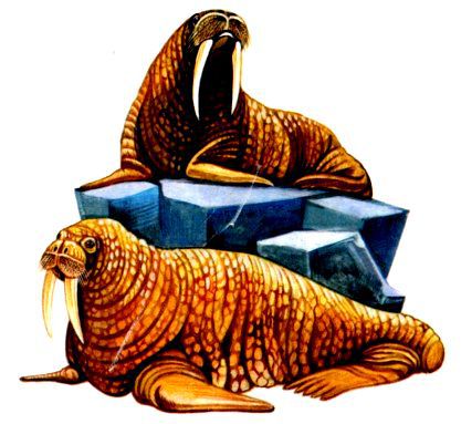 Морская азбука - pic_35.jpg