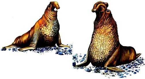 Морская азбука - pic_36.jpg