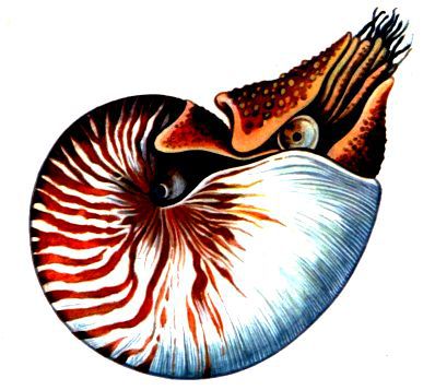 Морская азбука - pic_38.jpg