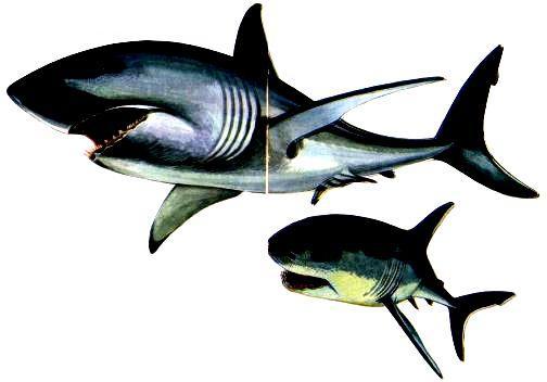 Морская азбука - pic_4.jpg