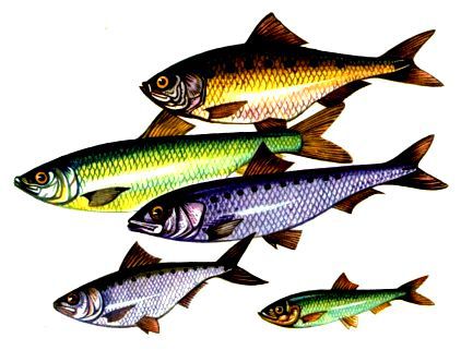 Морская азбука - pic_48.jpg