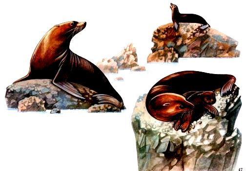 Морская азбука - pic_51.jpg