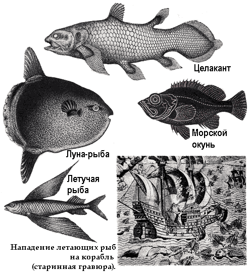 По морям вокруг Земли. Детская морская энциклопедия. Часть II - i_025.png