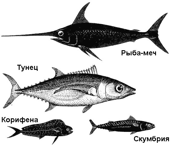 По морям вокруг Земли. Детская морская энциклопедия. Часть III - i_027.png