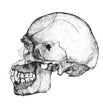 Шляпа императора или Всеобщая сатирическая история человечества в ста новеллах - i_013.jpg