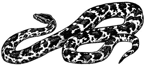 Леопард из Рудрапраяга - i_003.png