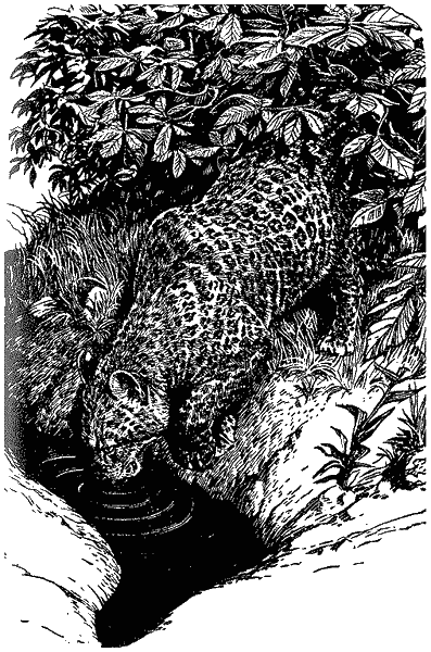 Леопард из Рудрапраяга - i_005.png