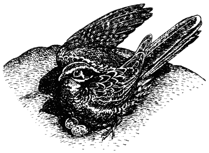 Леопард из Рудрапраяга - i_006.png