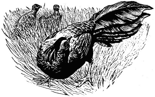 Леопард из Рудрапраяга - i_032.png