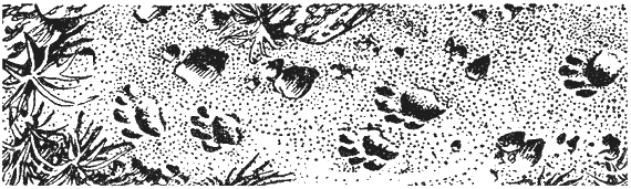 Леопард из Рудрапраяга - i_039.png