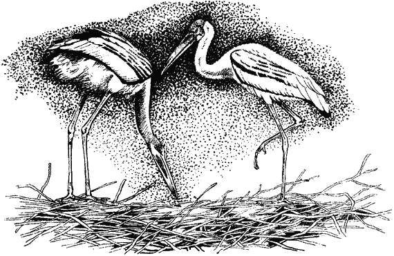 Моя Индия - i_009.png