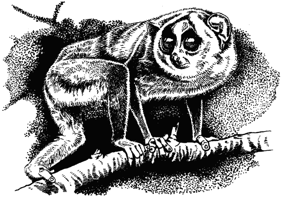 Наука джунглей - i_001.png