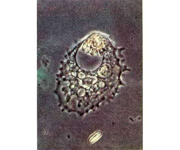 Беспозвоночные. Ископаемые животные - i_013.jpg