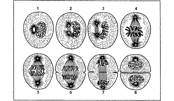 Беспозвоночные. Ископаемые животные - i_015.png