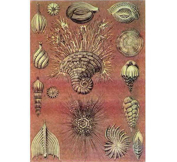 Беспозвоночные. Ископаемые животные - i_019.jpg