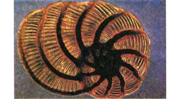 Беспозвоночные. Ископаемые животные - i_020.jpg