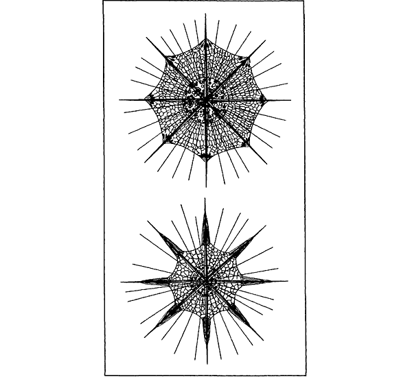 Беспозвоночные. Ископаемые животные - i_021.png