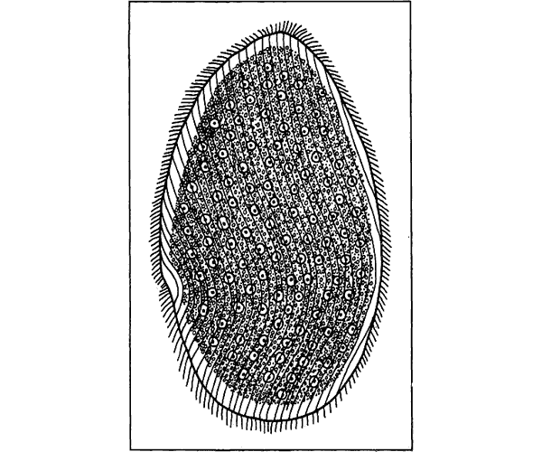 Беспозвоночные. Ископаемые животные - i_033.png