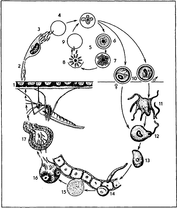 Беспозвоночные. Ископаемые животные - i_035.png