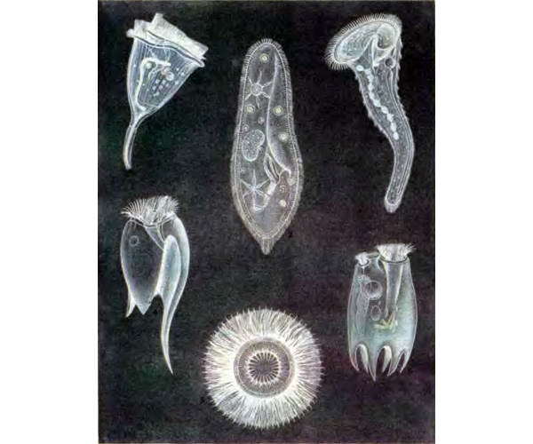 Беспозвоночные. Ископаемые животные - i_038.jpg