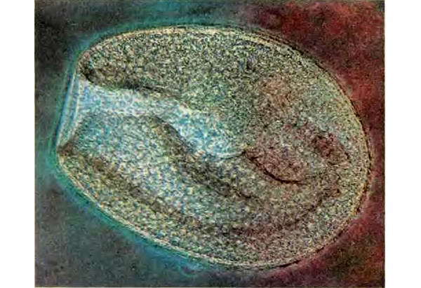 Беспозвоночные. Ископаемые животные - i_039.jpg