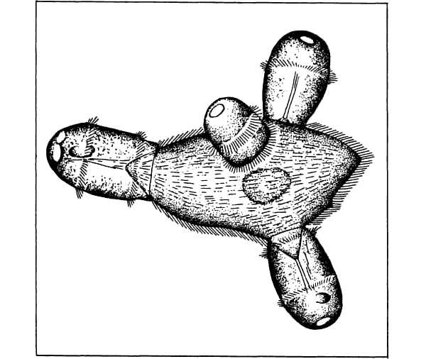 Беспозвоночные. Ископаемые животные - i_043.png